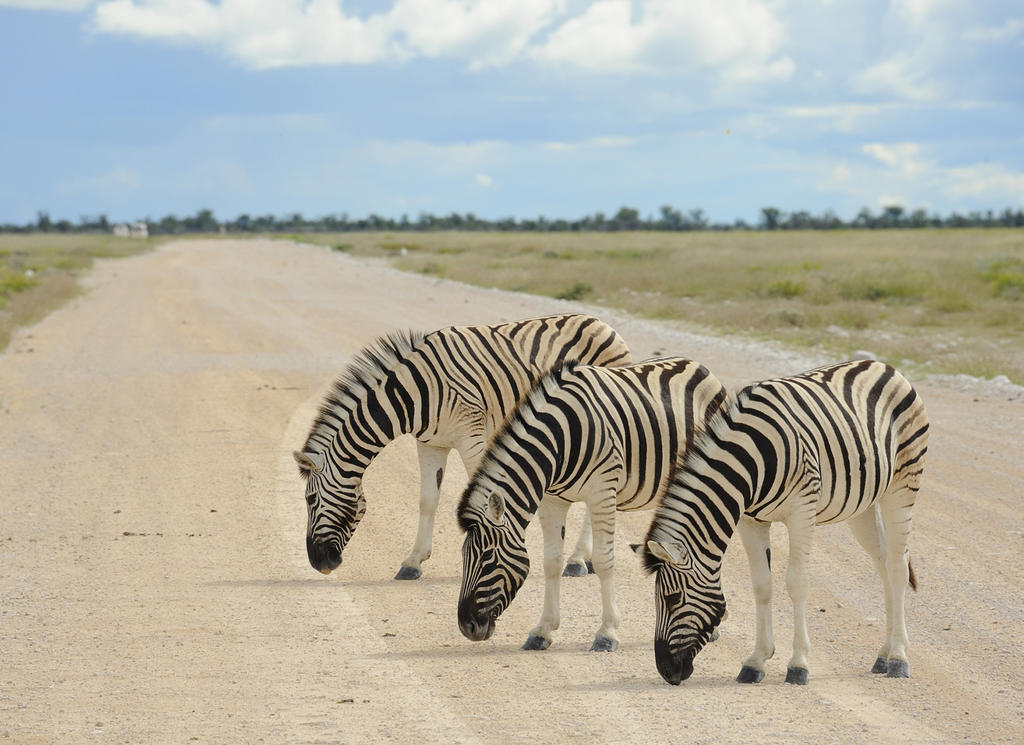 Etosha Village Okaukuejo Exterior photo