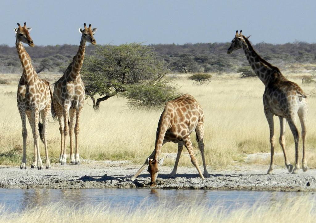 Etosha Village Okaukuejo Exterior photo